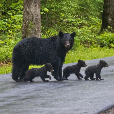 A Higher Calling, 1089 Of Free Area Attraction Tickets For Each Paid Day, Dollywood And More! Pigeon Forge Exterior foto